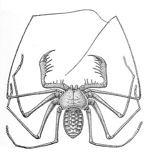 Bildebeskrivelse Phrynus tessellatus 1894.jpg.