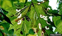 Damage Phyllonorycter platani damage.jpg