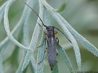 <i>Phytoecia pustulata</i> Species of beetle