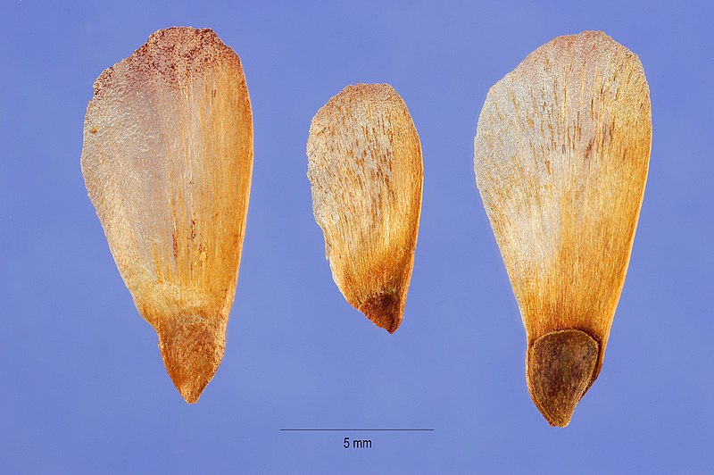 File:Picea glauca seeds pigl 001 php.jpg