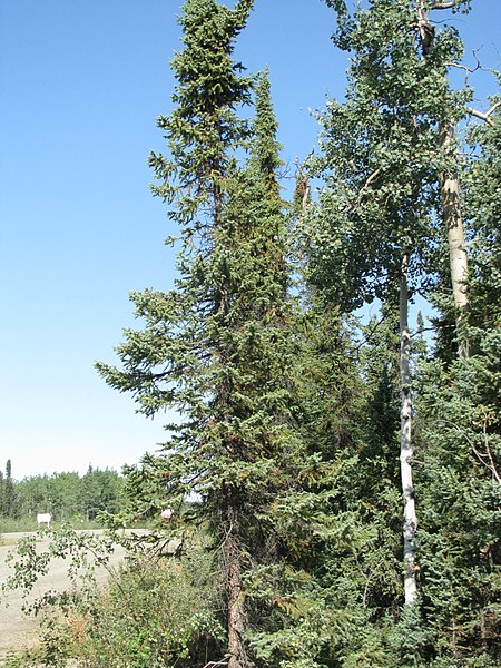 File:Picea mariana (Black Spruce) (3899151744).jpg