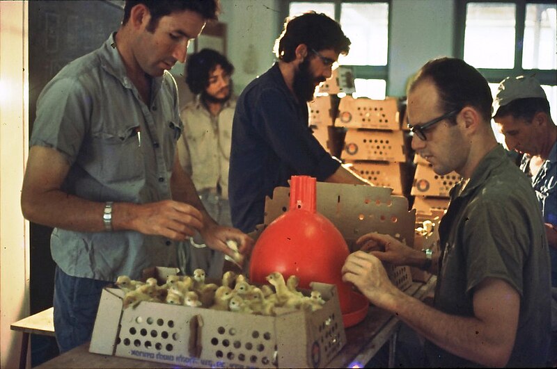 File:PikiWiki Israel 8401 Gan-Shmuel - chicks in the coop -1971.jpg