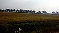Pinapadu agricultural fields.jpg