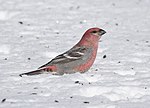 Thumbnail for File:Pine Grosbeak - 39039816944.jpg