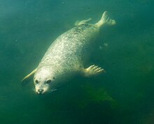 Immagine subacquea di una foca comune o foca dei porti (Phoca vitulina).