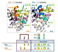 9aaTAD-KIX domain complexes Piskacek Figures v9b.jpg