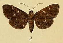 Pl.3-09-Comptobasis leonalis=Syllepte leonalis (Schaus & Clements, 1893).JPG