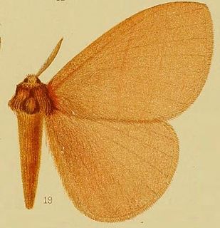 <i>Rhodopteriana</i> Genus of moths