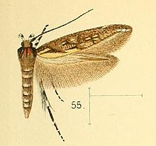 Pl.6-fig.55-Eteobalea quinquecristata (Walsingham, 1891) (Laverna).jpg