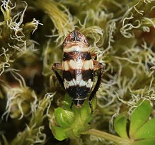 Planaphrodes sp. (ehtimol bifasciata) - Flickr - S. Rae (3) .jpg