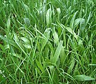 Plantago lanceolata3 ies.jpg