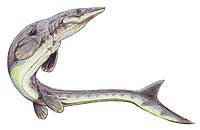 Platecarpus1DB.jpg