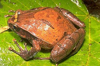 <i>Plethodontohyla inguinalis</i> species of amphibian