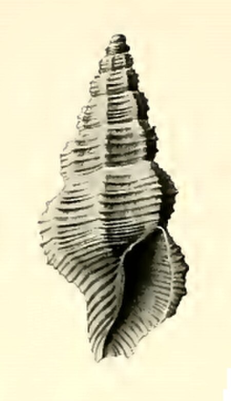 Asperdaphne_capricornea