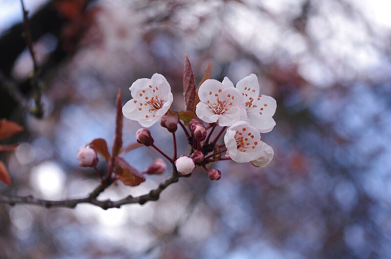 File:Plum blossoms in Vancouver 1.jpg