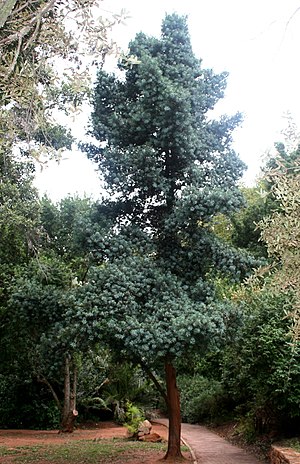 Podocarpus Elongatus