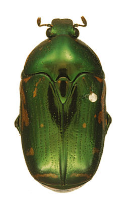 Poecilopharis woodfordi Holotype male