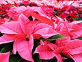 Poinsettia.