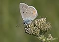 * Nomination A male Hatay's Mazarine Blue (Polyommatus bellis antiochena). Adana, Turkey. --Zcebeci 15:32, 15 July 2016 (UTC) * Promotion  Support Good quality.--Famberhorst 15:52, 15 July 2016 (UTC)