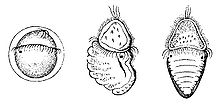 Développement d'un polyplacophore, de gauche à droite : Stade larve trochophore, larve en métamorphose, polyplacophore juvénile