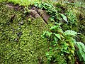 Vignette pour Polypodium glycyrrhiza