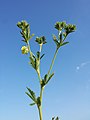 Inflorescence