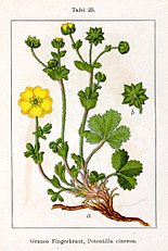 <center>Potentilla cinerea</center>