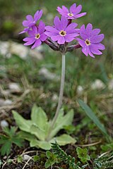 Primula halleri[en]*