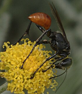<i>Prionyx parkeri</i> Species of wasp