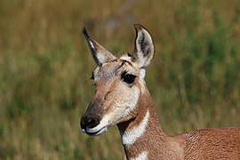 Gabelbock (Antilocapra americana)