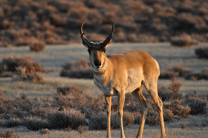 File:Pronghorn (8694975807).jpg