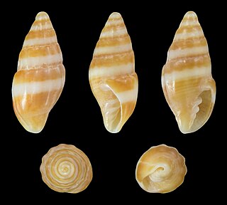<i>Protoelongata bilineata</i> Species of gastropod