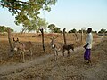 Miniatuur voor Bestand:Proyecto "Volver" a Guinea Bissau de Diego y Gladys Campelo (13159113024).jpg