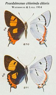 Thumbnail for File:PseudalmenusChlorindaChlorisWaterhouseLyell1914.JPG