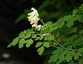 La colombina bianca (Pseudofumaria alba sin. Corydalis ochroleuca) vive in gran parte d'Italia, isole maggiori escluse