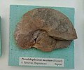 en:Pseudohaploceras incertum (Riedel), en:Barremian, en:Brestak (Coll. St. Breskovski) at the Sofia University "St. Kliment Ohridski" Museum of Paleontology and Historical Geology