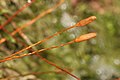 Pterigynandrum filiforme, Kapseln