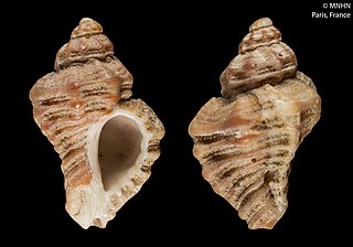 <i>Pteropurpura erinaceoides</i> Species of gastropod