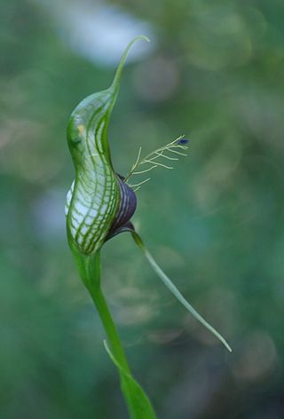 <i>Pterostylis barbata</i> Species of orchid