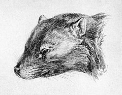 Life restoration of the face of the Late Cretaceous multituberculate mammal Cimolomys Ptilodus.jpg