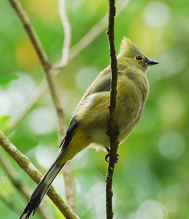 Long-tailed Silky-flycatcher - Ptiliogonys caudatus - Birds of the World