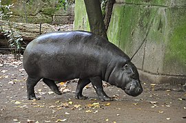 Pygmy hippopotamus Rome.jpg