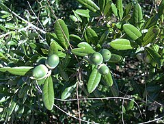 Quercus geminata (homeredŭardprice).jpg