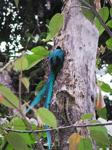 File:Quetzal entering nest.jpg