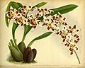 Oncidium alexandrae (as syn. Odontoglossum alexandrae var. outramii) Plate 403 in: R.Warner - B.S.Williams: The Orchid Album (1882-1897)