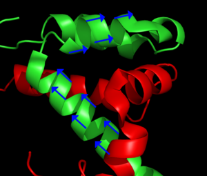 The blue arrows represent the orientation of the N - H bond of selected peptide bonds. By determining the orientation of a sufficient amount of bonds relative to the external magnetic field, the structure of the protein can be determined. From PDB record 1KBH RDC and protein structure.png