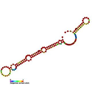 <span class="mw-page-title-main">Snake H/ACA box small nucleolar RNA</span>