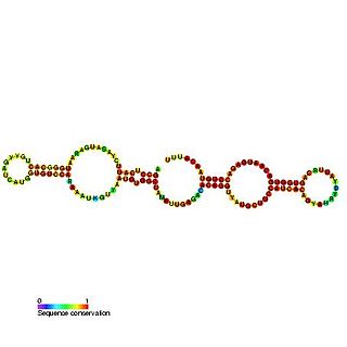 Small nucleolar RNA SNORA1