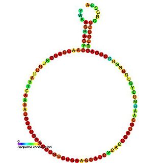 Small nucleolar RNA 296A/B