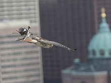 A red-tailed hawk is mobbed by a northern mockingbird in the urban environment of Philadelphia, Pennsylvania. RTH-and-Mock-Chase-Wiki.jpg